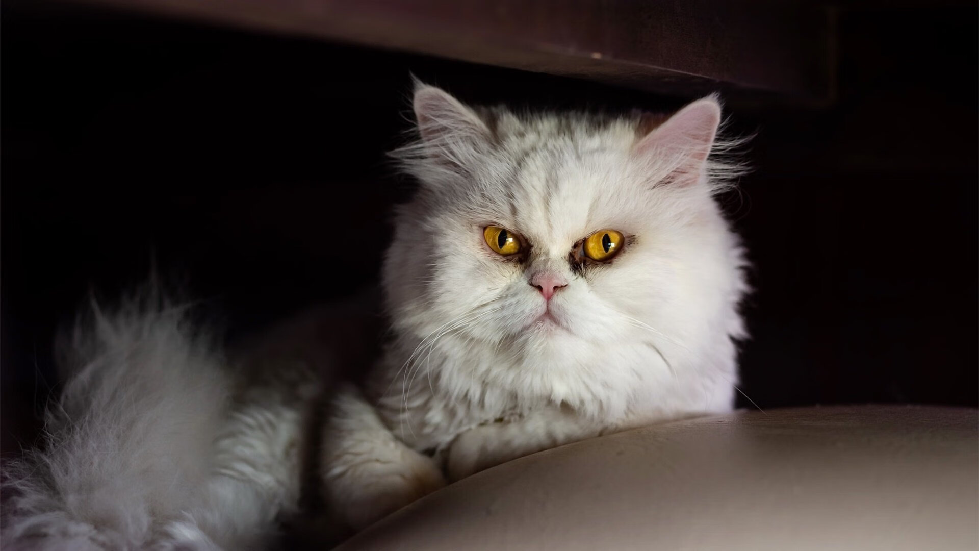 爱游戏体育官方网站-_老鹰队快攻犀利，比赛场面激烈_，老鹰队比赛视频聚胜顽球汇