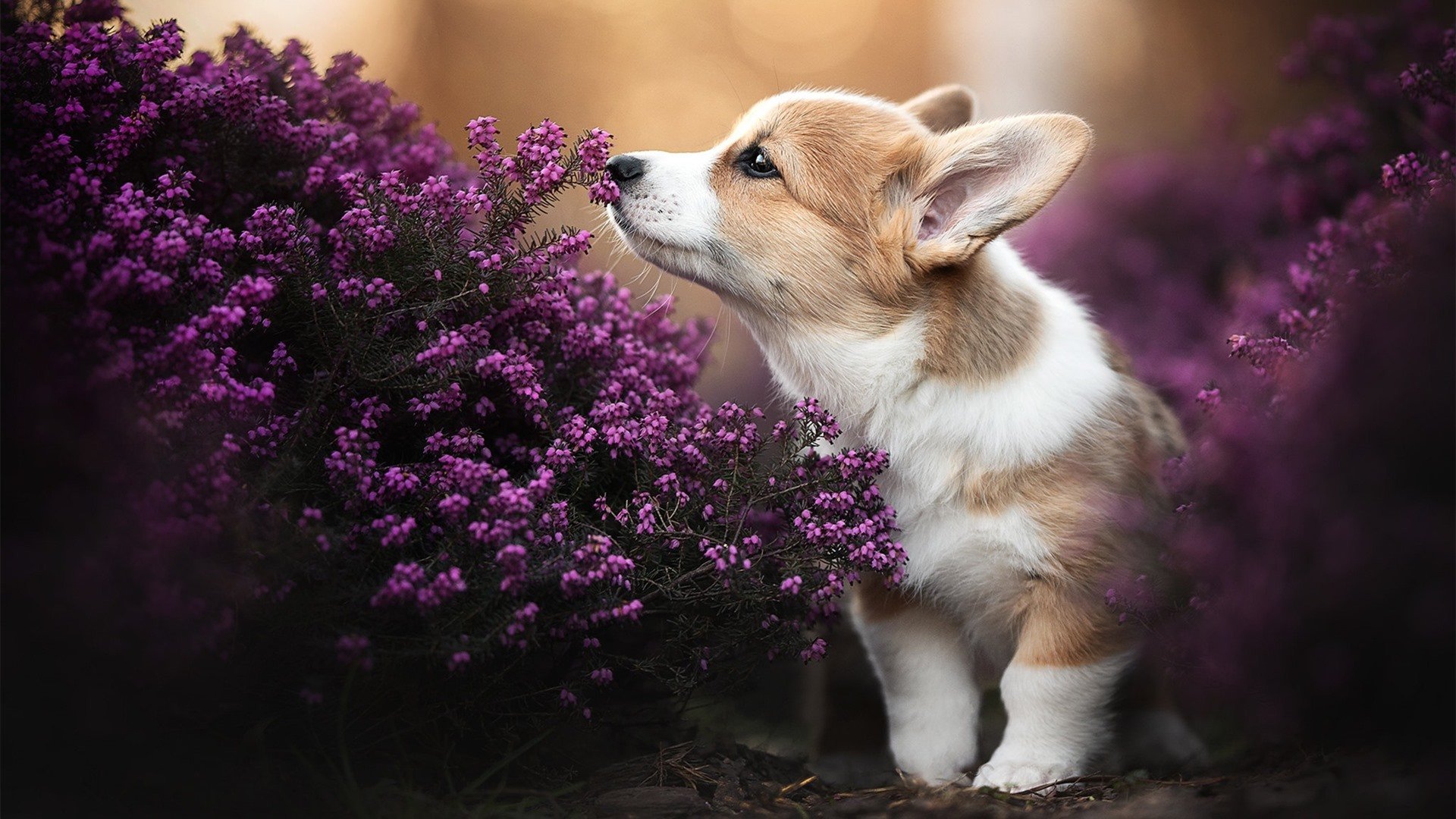 “智能数据分析助力球队战术调整，提升比赛效率”，分析球队的app有哪些