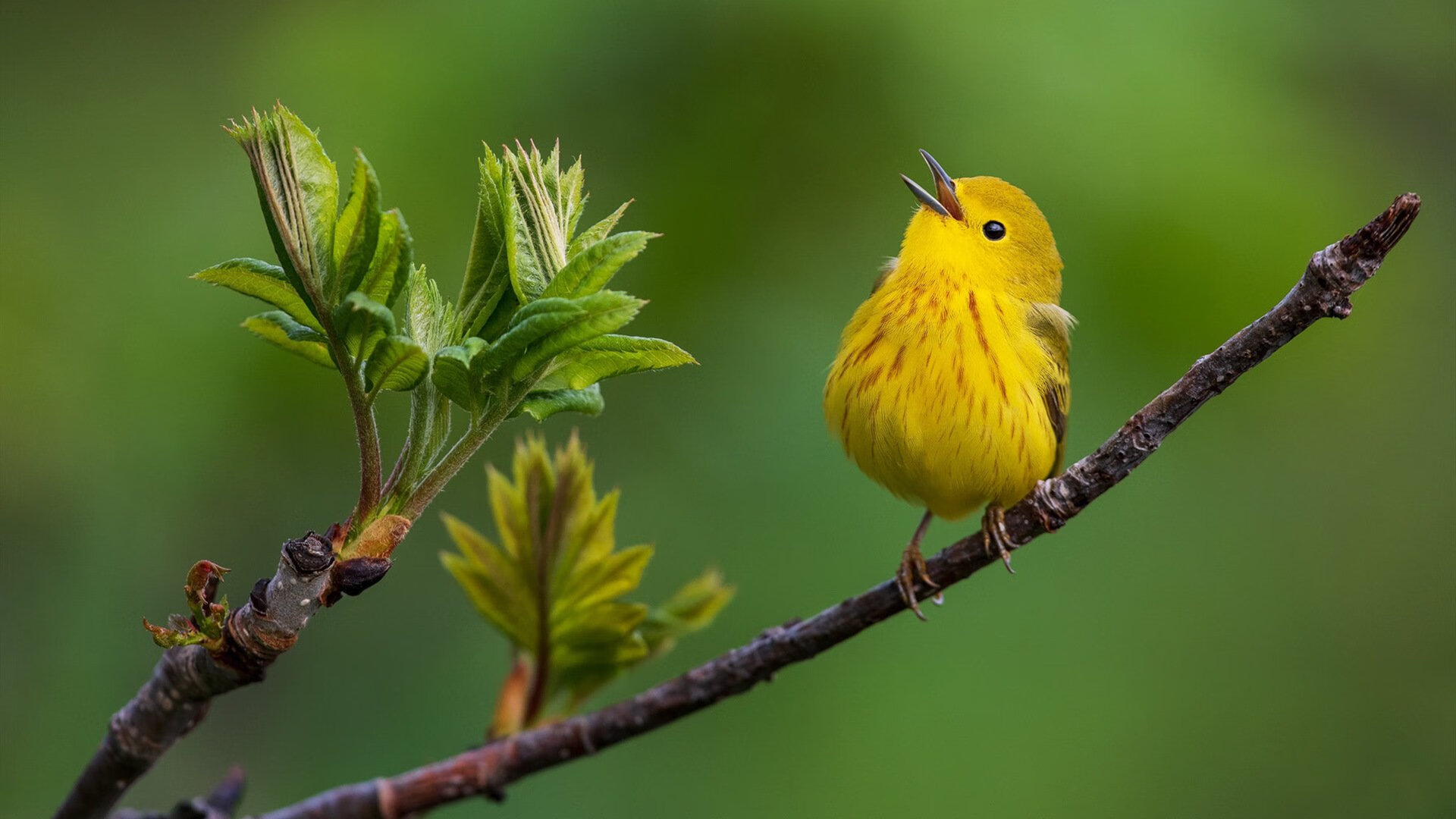 《新兴游戏类型爆发：卡牌、模拟、休闲成电竞新宠》，新型的游戏