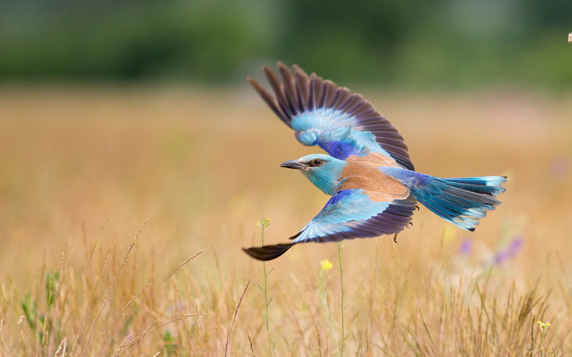 《线上英雄会：全球玩家同步竞技》，线上英雄什么意思