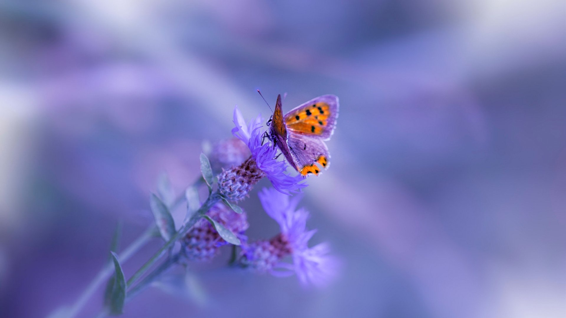 【运动员训练】科学规划，提高比赛状态的五大技巧，如何提高运动员的比赛成绩