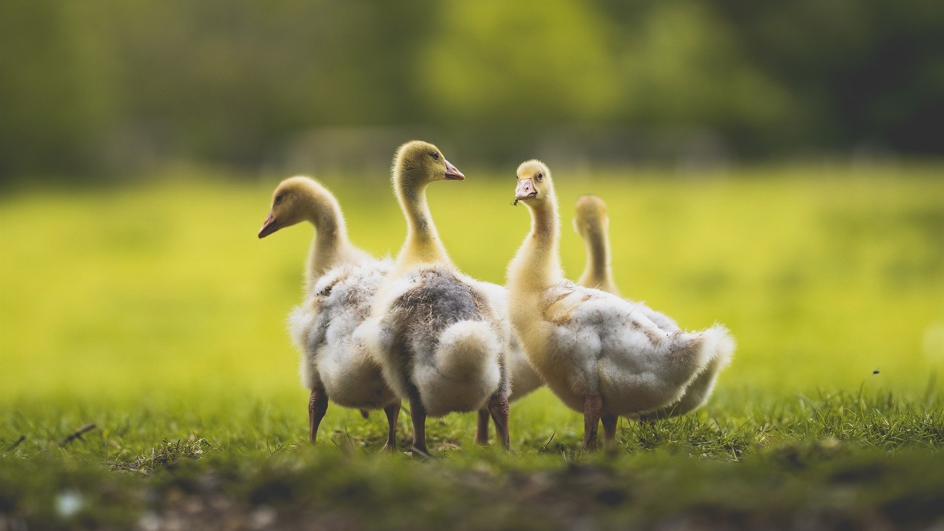 爱游戏app-墨西哥男足在巴黎奥运会比赛中获得银牌，创历史，墨西哥奥运会男足成绩