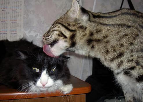 爱游戏中国官方网站平台-四川男篮连胜收官，提升战绩上升，四川男篮连胜收官,提升战绩上升了吗