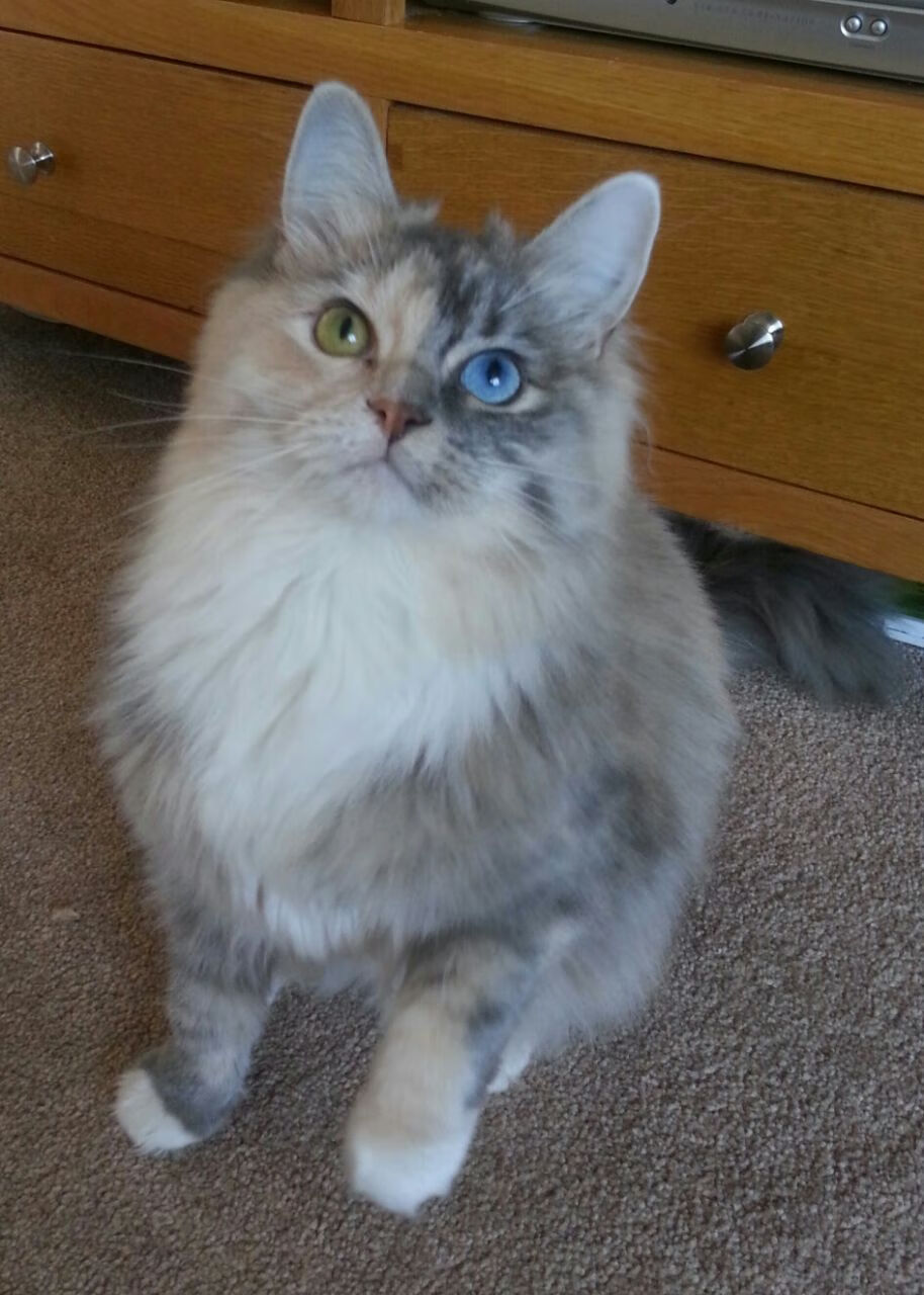 塞尔维亚国家队集训备战国际巅峰赛，塞尔维亚 落选赛