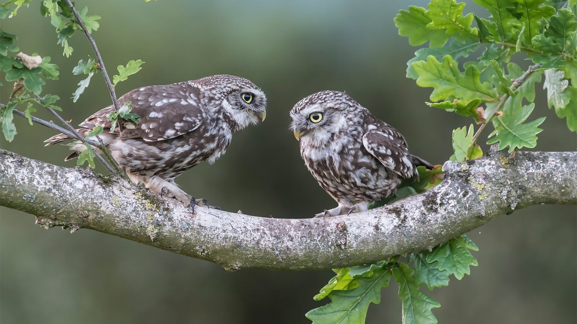 爱游戏体育平台-实力对比激励热议，亚洲球队实力暴露无遗，亚洲球队档次