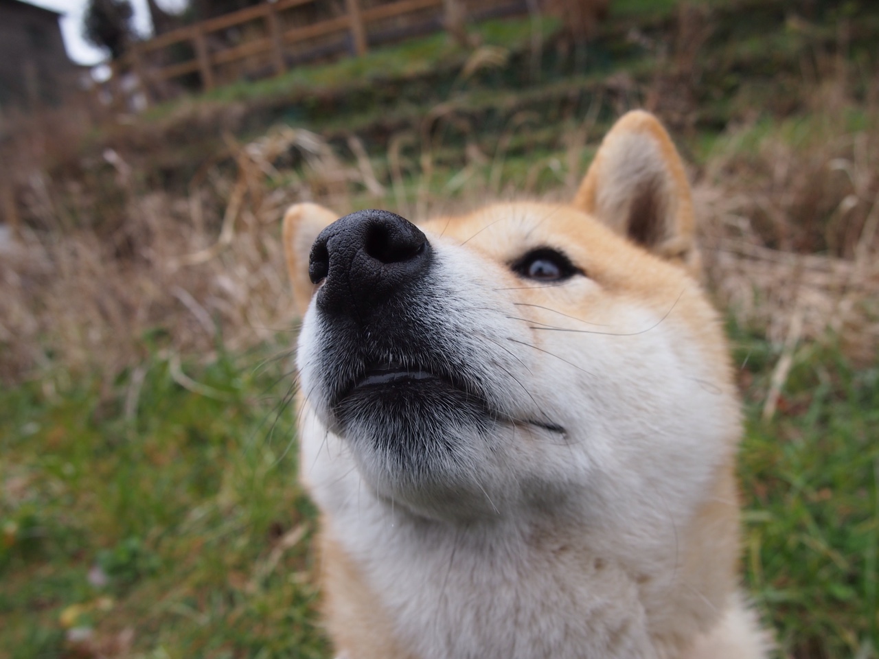 爱游戏综合娱乐-拉脱维亚队不敌葡萄牙，小组出线前景渺茫，拉脱维亚足球协会