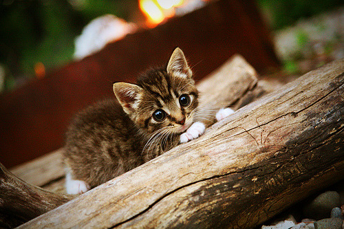 爱游戏体育-斯洛伐克国家队备战重要国际比赛，斯洛伐克国家队最近战绩