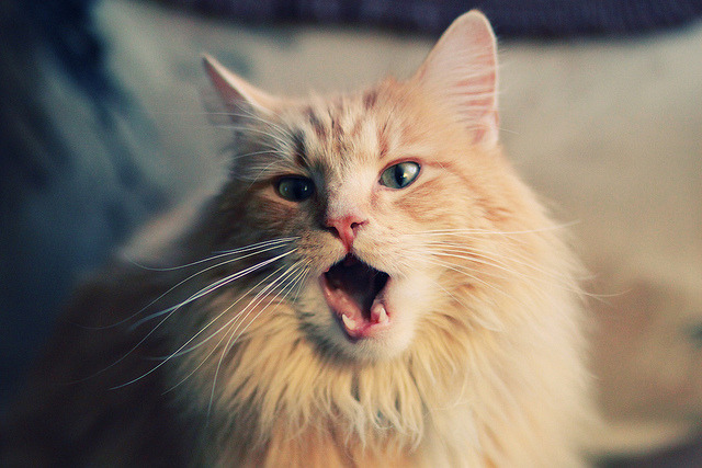 爱游戏在线登录入口-比利时队长再获金靴奖提名，表现斐然，比利时 队长