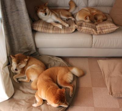 爱游戏登录入口-法国足球队集训备战国际巅峰赛事，法国足球联赛