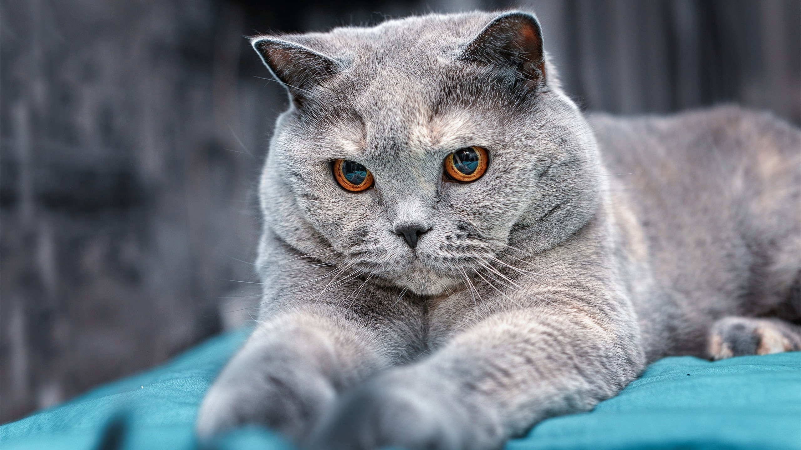 米兰主帅谈球队未来,米兰近几年主帅