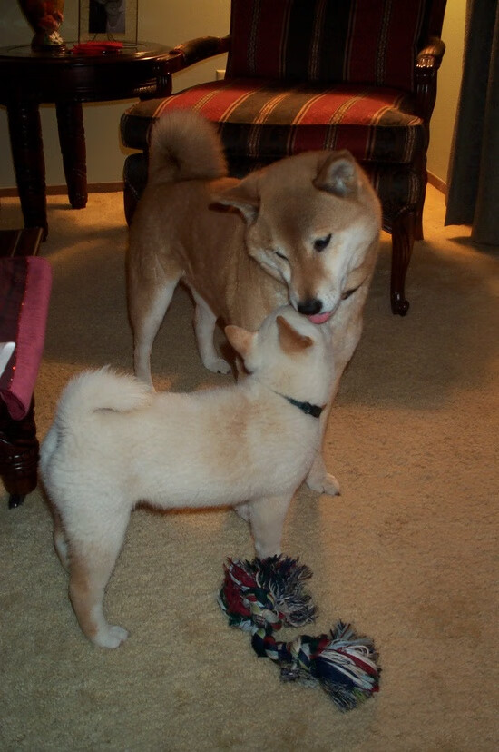 爱游戏官网-贵州男篮负重庆，遗憾结束赛季征程，贵州篮球队