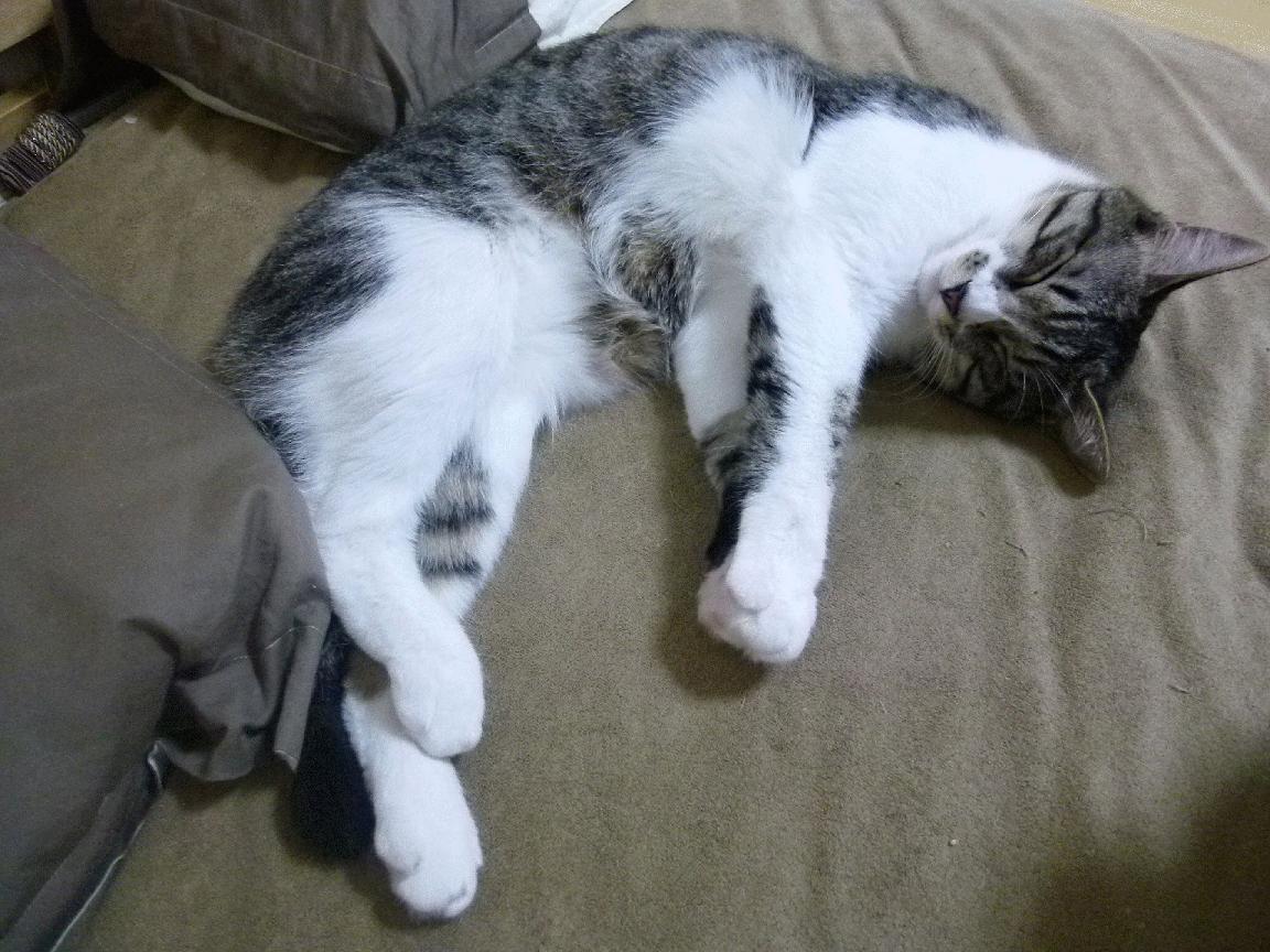 爱游戏-里尔再胜巴黎联合，稳固领先位置，里尔vs巴黎圣日耳曼比分预测