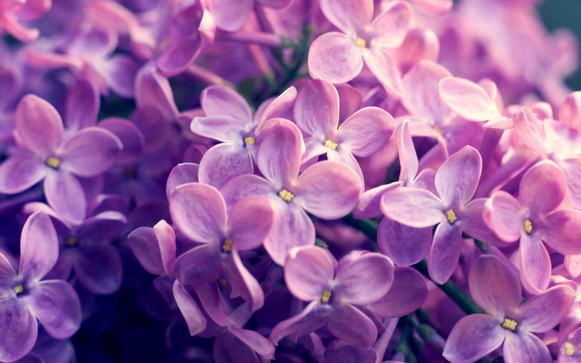 南特主场气氛火爆压制对手反击能力，南特vs尼斯动画直播