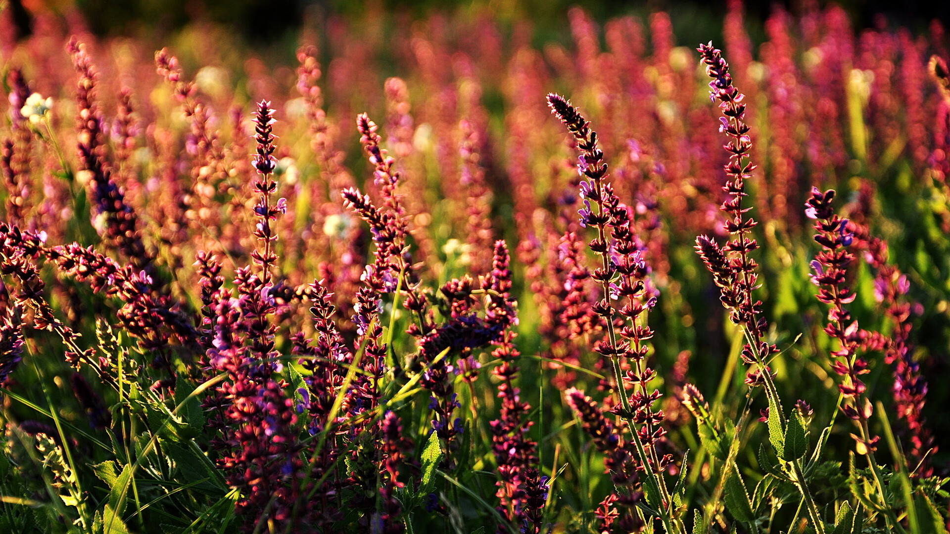 爱游戏体育（AYX）官方APP下载-独行侠安排短期封闭营建立默契与信任，独行侠休赛期交易资讯