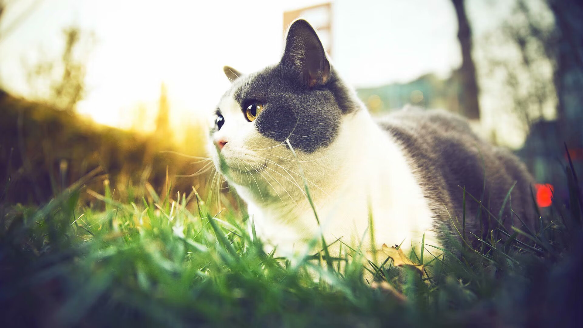 独行侠安排短期封闭营建立默契与信任,独行侠休赛期交易资讯